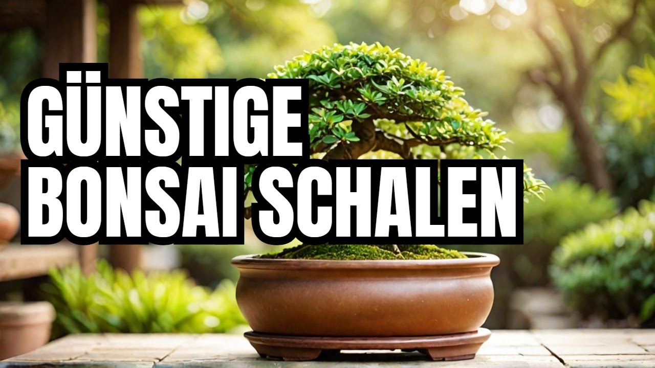 Die Junischnee Bonsai Schale - günstige Bonsai Schalen im Internet