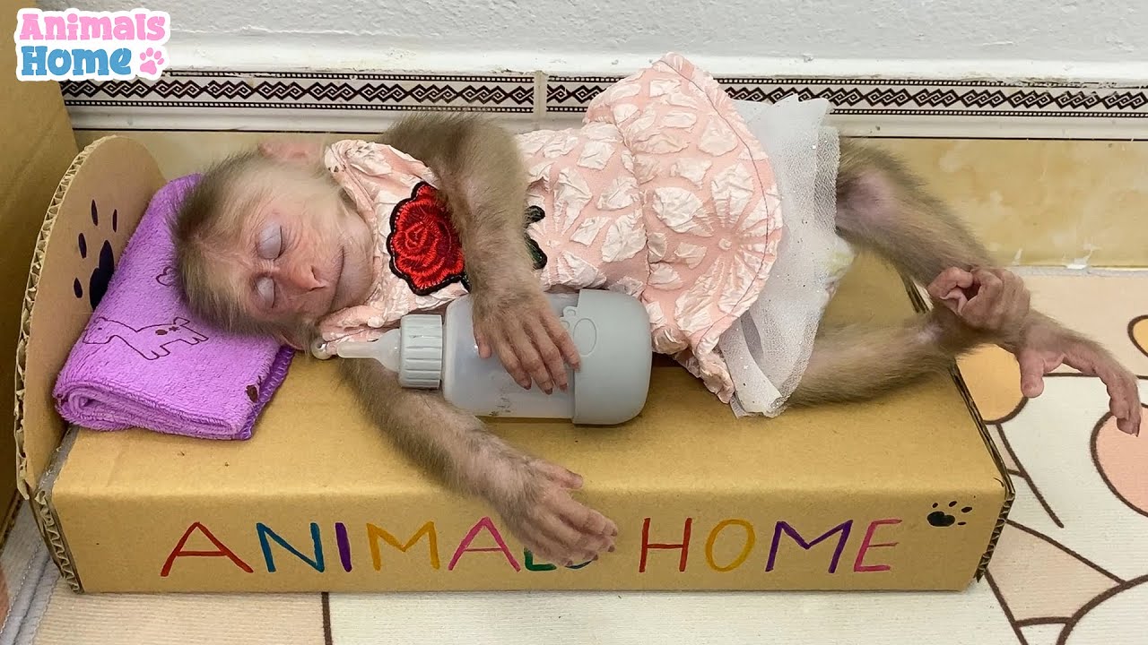 BiBi was stolen milk bottle while sleeping