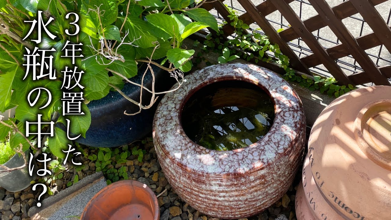 かつてメダカを飼育していた水瓶、3年ぶりに確認してみた