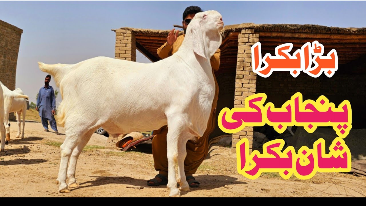 Pakistan ka Bada bakra 🤠 310 kilo World Record janwar