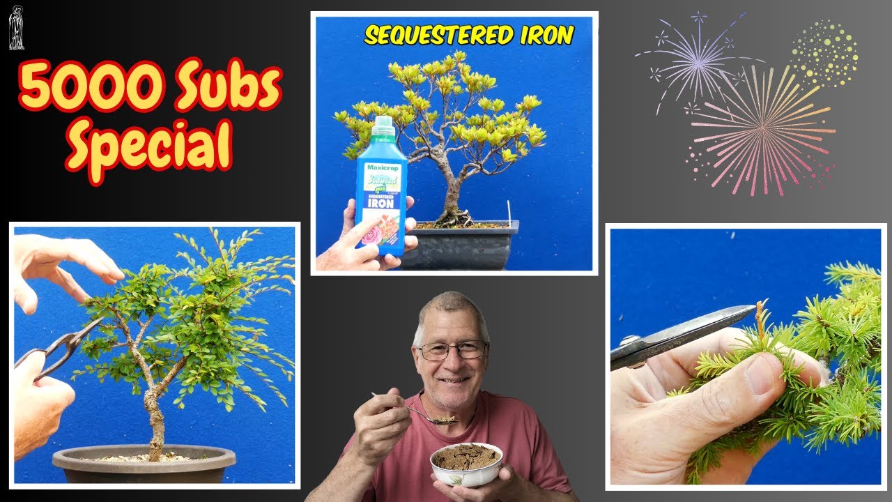 What Your Bonsai Needs NOW for a Thriving Late Summer!