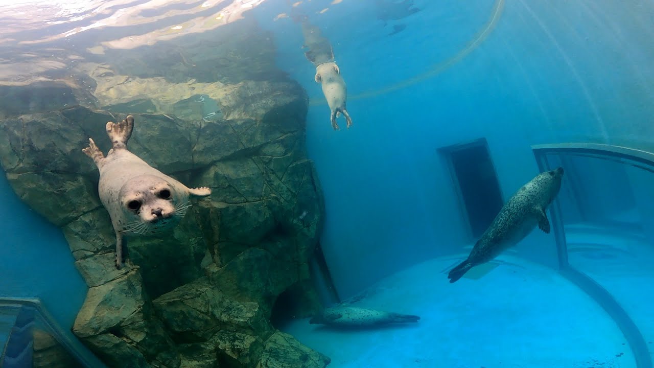 アザラシ水槽を水中カメラで観察してみた