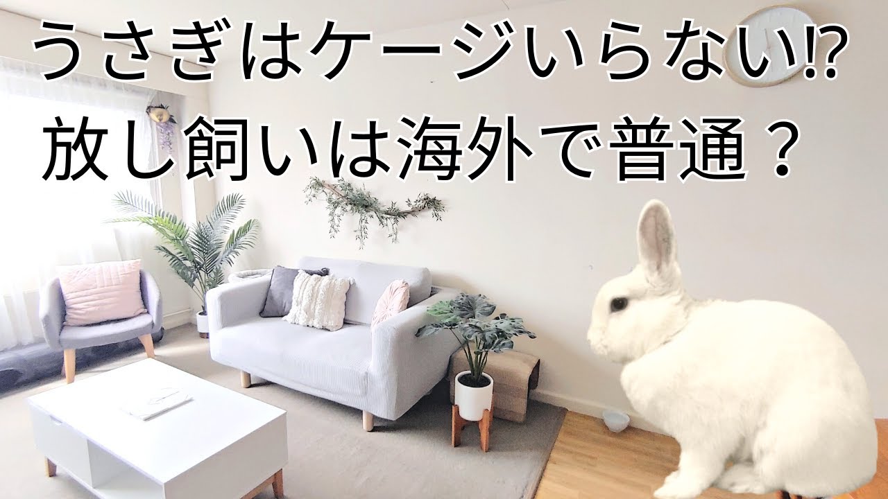 放し飼いのすべて１から教えます! 海外のうさぎ飼育