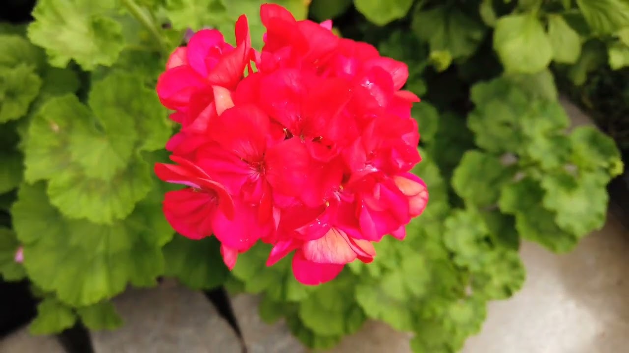 “Nature Showing Off 🌸🔥”