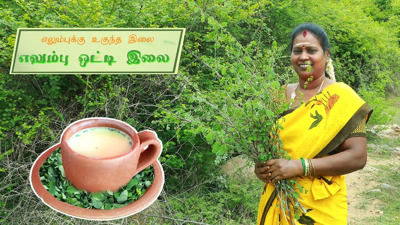 எலும்புக்கு உகுந்த இலை எலும்பு ஒட்டி இலை/ Ormocarpum sennoides: Leaf that keeps bone healthy