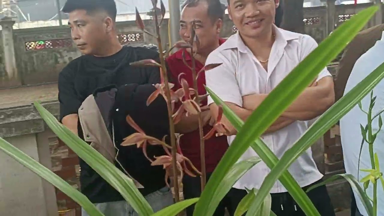 TRIỂN LÃM VÀ DỰ THI HOA ĐỊA LAM , TẠI CHÙA LÁNG THỦ ĐÔ HÀ NỘI.