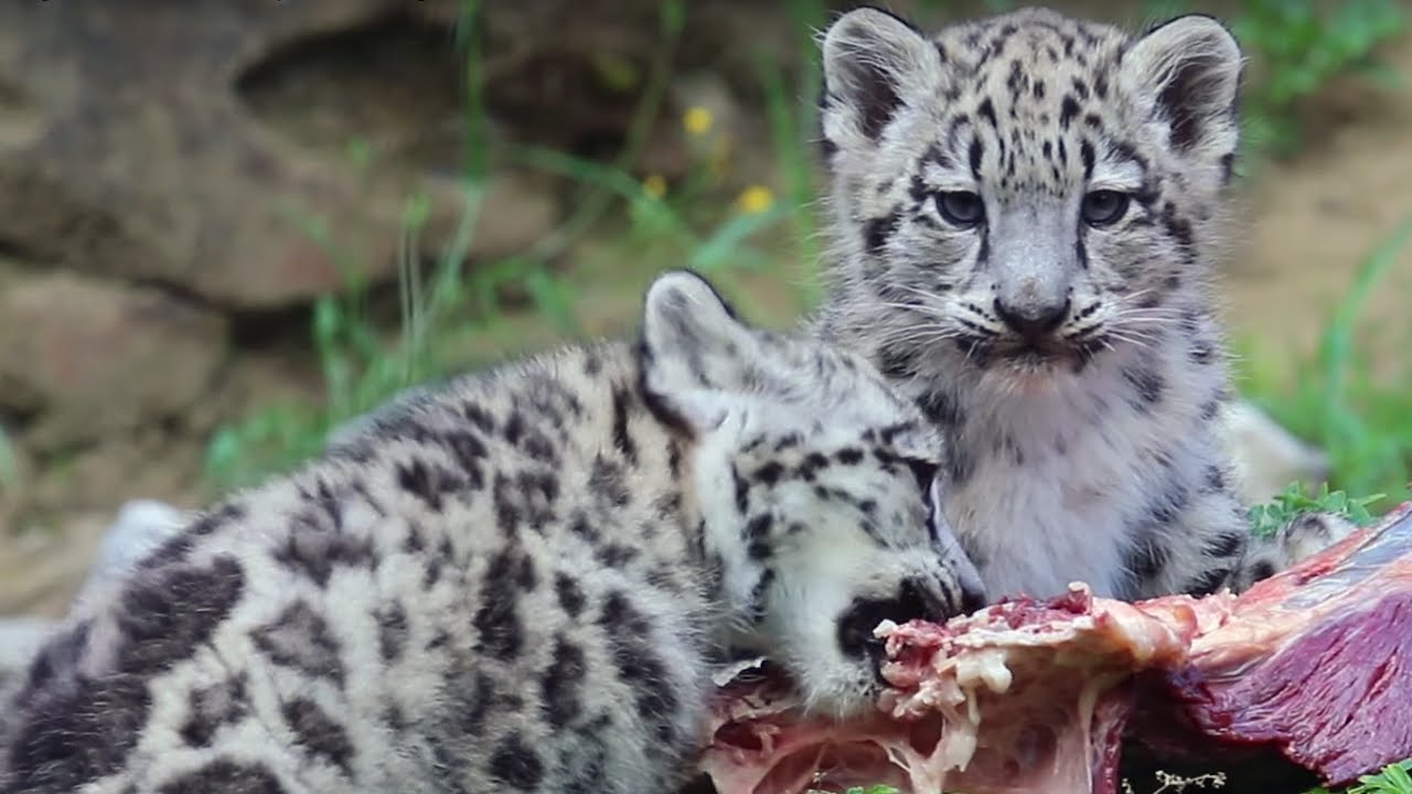 Zoo Zürich Jungtiere: 1 Jahr Schneeleoparden-Zwillinge