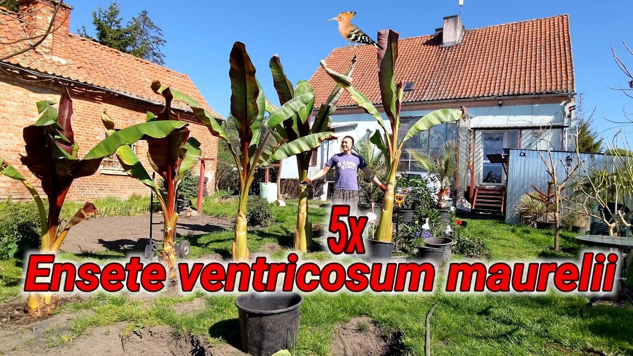 5 wielkich bananowców w ogródku. Ile podrosną ? Sadzonki ode mnie ?, Ensete Ventricosum Maurelii.