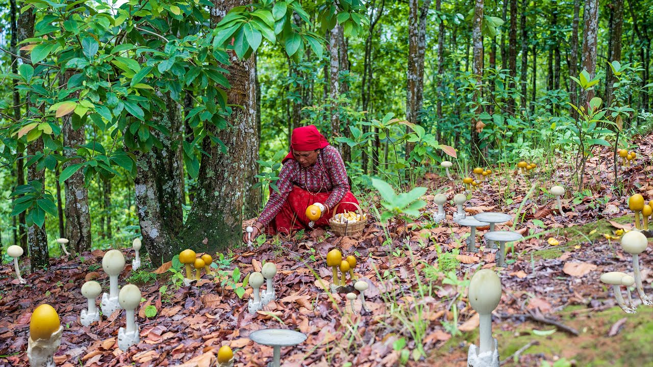 Hunting Mushroom in Jungle but All is Not Edible, Which One is the Best ?