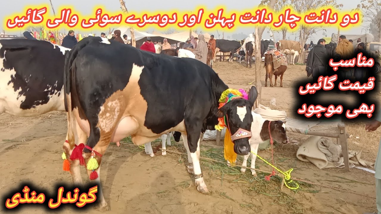 Beautiful Low And Middle Prices Milking And Pregnant Cows Fresh Update Today At Gondal Mandi 