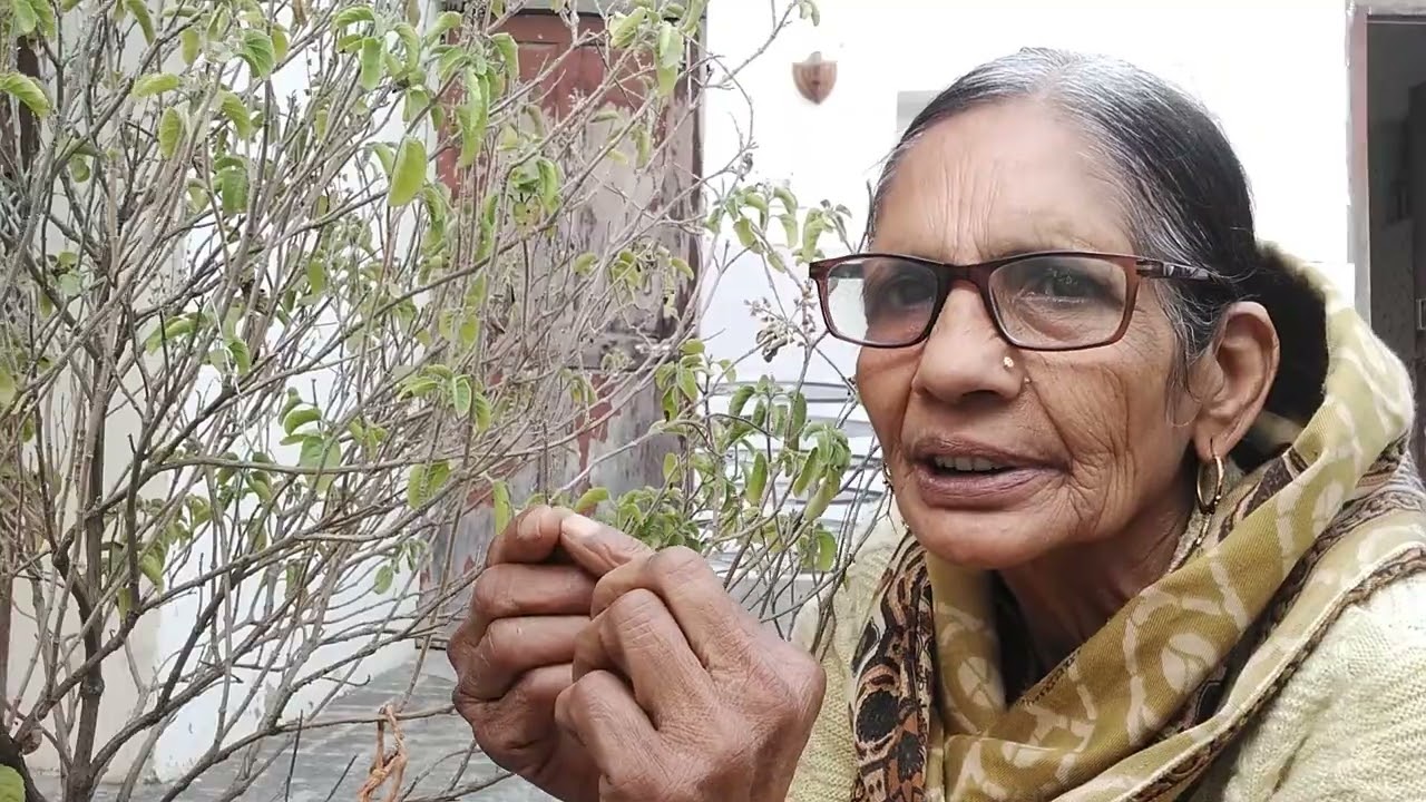 तुलसी अगर जल जाए तो हमें क्या संकेत मिलते हैं और उनका क्या करें