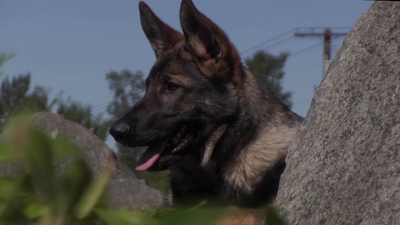 Young Dogs in Action! Kraftwerk K9 German Shepherd Highlights Video
