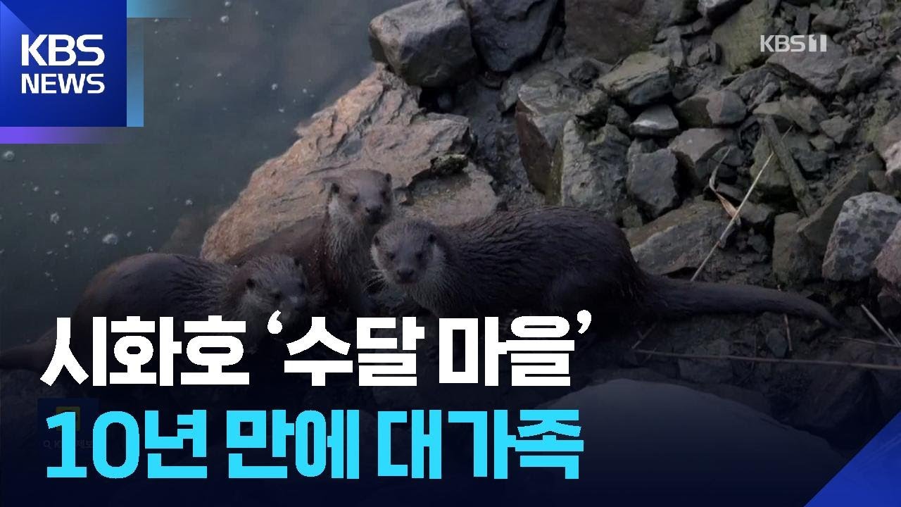 10년간 대가족 일군 수달&hellip;인공섬도 독차지 / KBS  2025.10.18.
