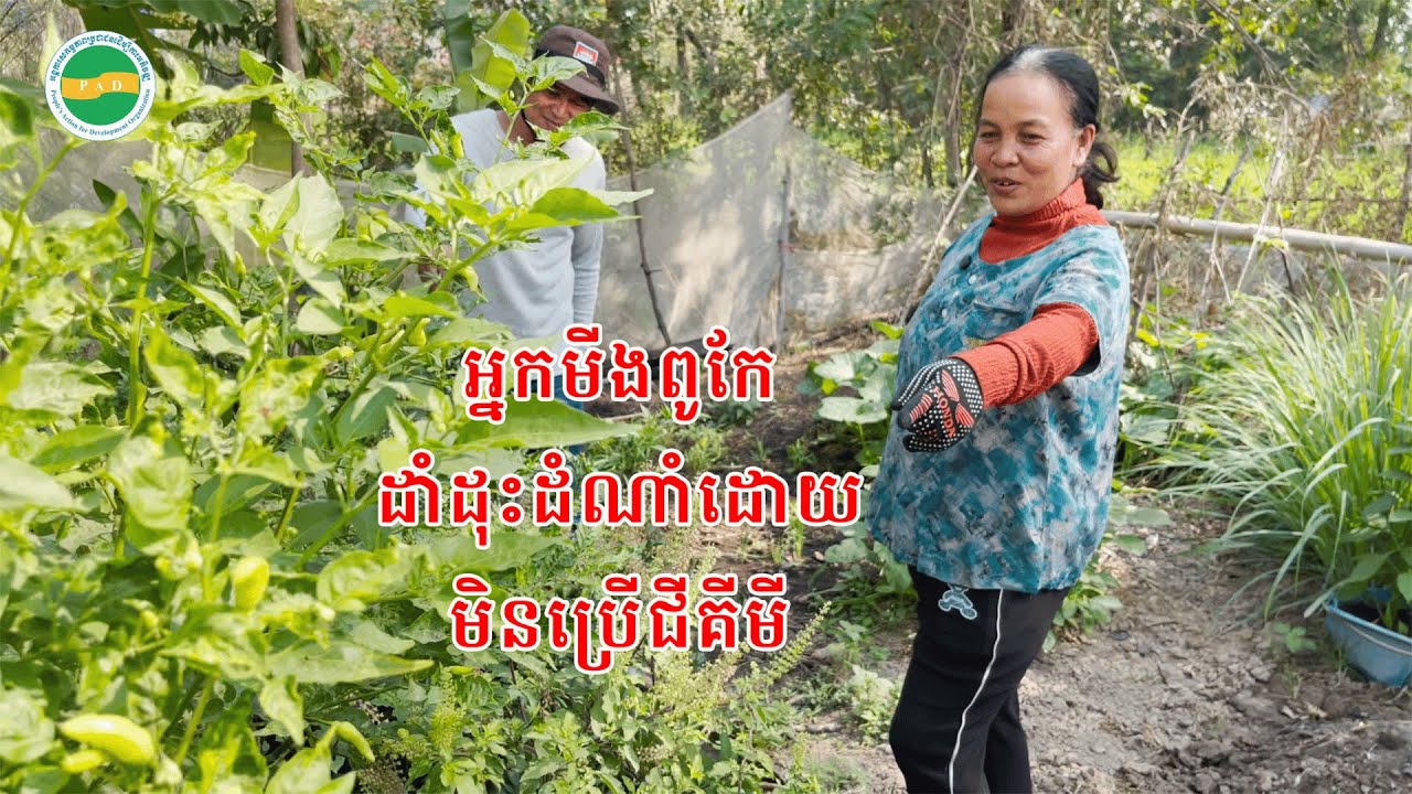 អ្នកមុីងពូកែដាំបន្លែមិនប្រើជីគីមី