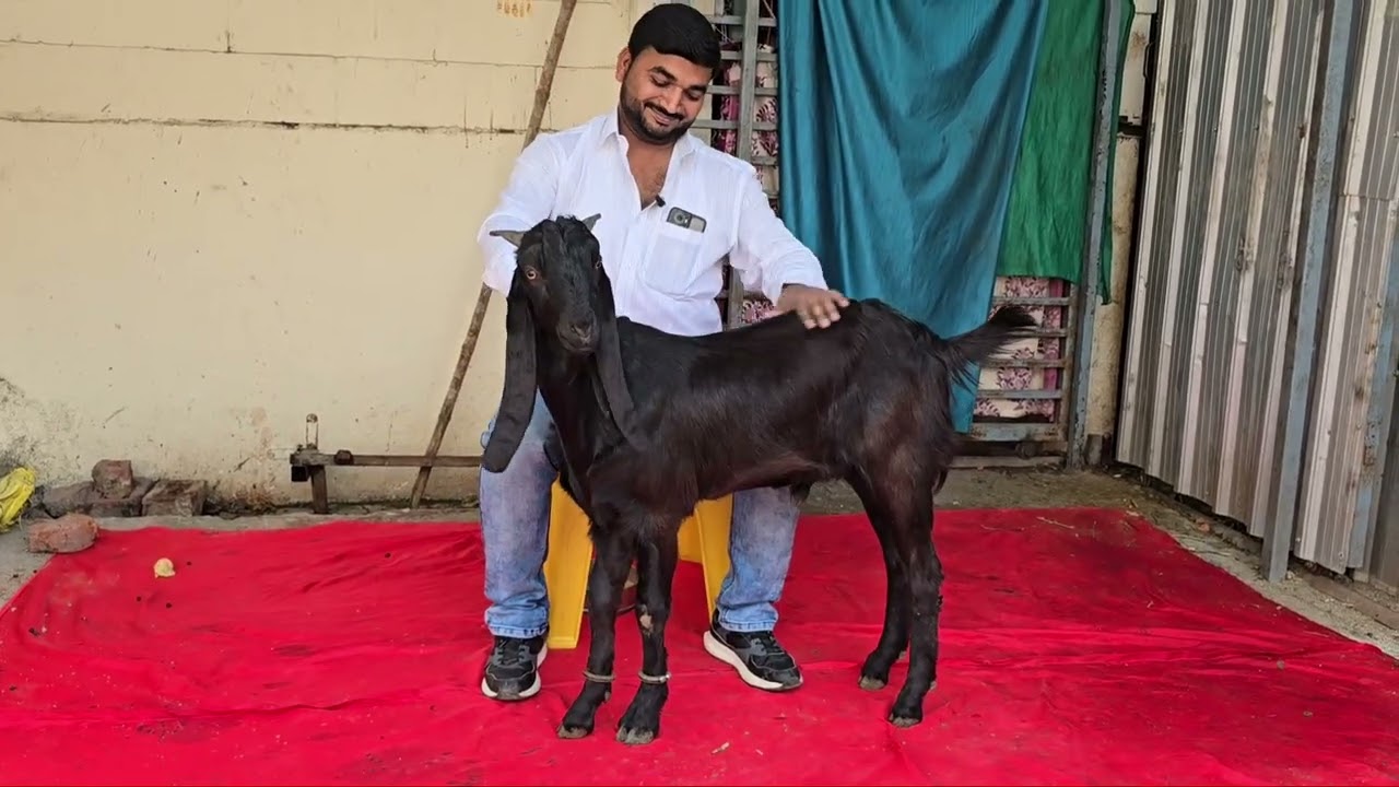 QUALITY KOTA TOTAPARI GOAT MAHARASHTRA GOAT FARM VAIJAPUR MAHARASHTRA 9561056009