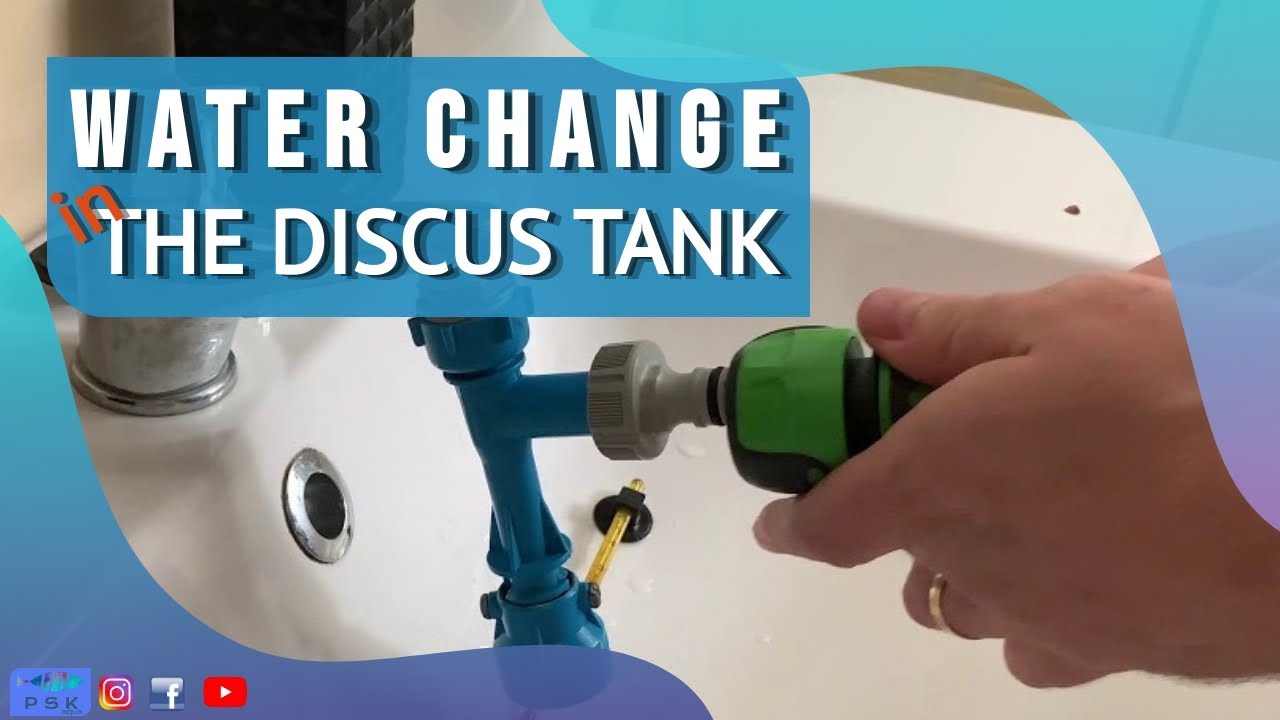 WATER CHANGE IN THE DISCUS TANK