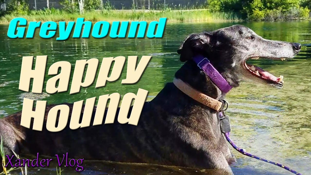 Greyhound cookout - caveman pork chop sandwiches | Bluebird Springs | Retired racer dog vlog