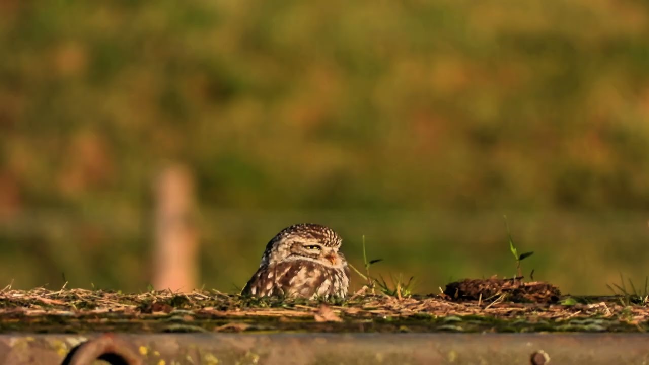 Steen uiltje in het zonnetje langs de waalluttle owl #netherlands #hobby #birds