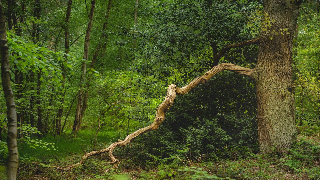 Sherwood Forest Magic Photography • GoPro HERO9 Audio Fault Update