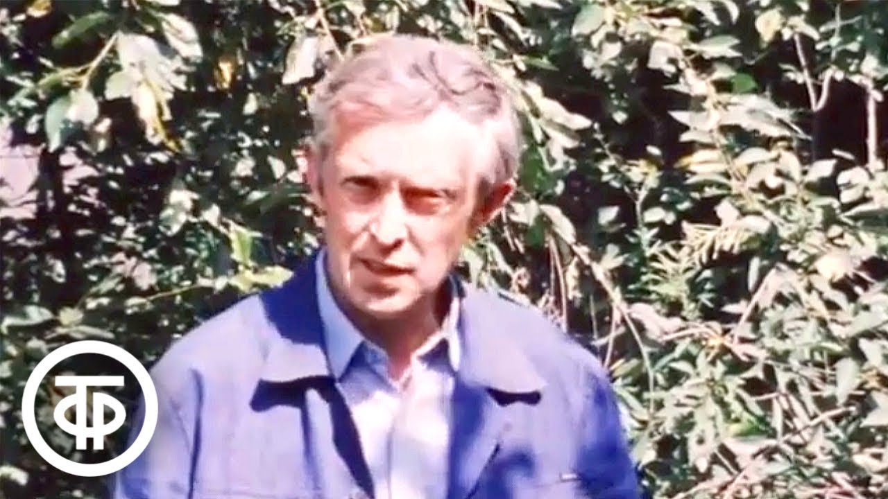 Об обрезке малины после плодоношения. Наш сад (1985)