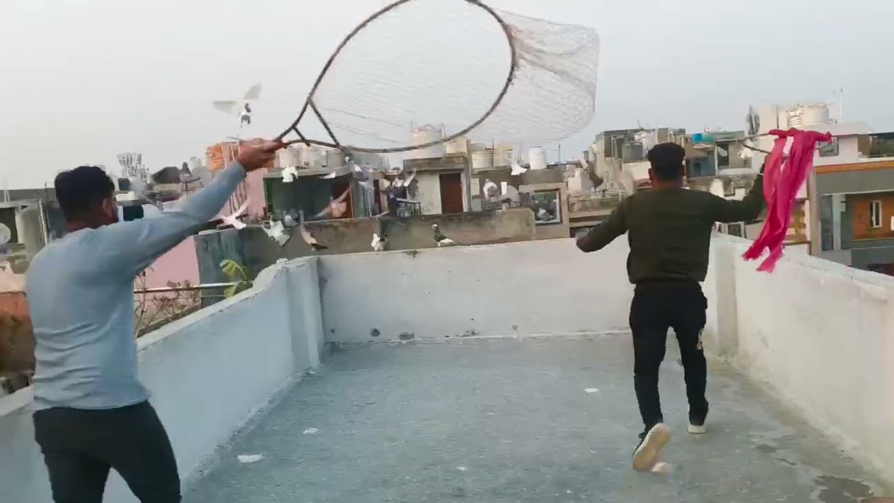 Aaj ka Shikar 🕊️🕊️😊@PanjabiHarsh635 #viralvideo #trainingvideo #youtubevideo #pigeonlaver #viral 