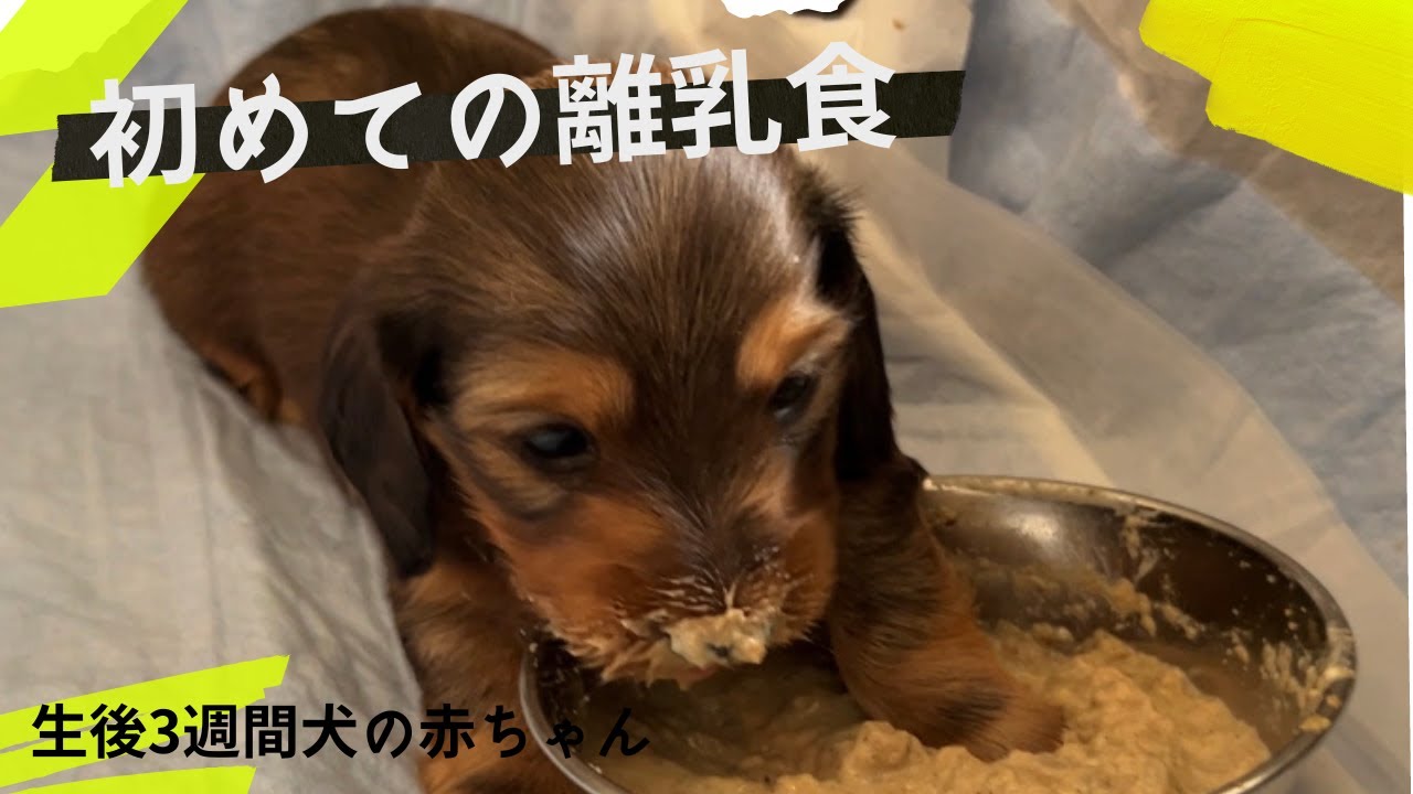 初めての離乳食を食べる可愛いミニチュアダックスの子犬たち【生後3週間】