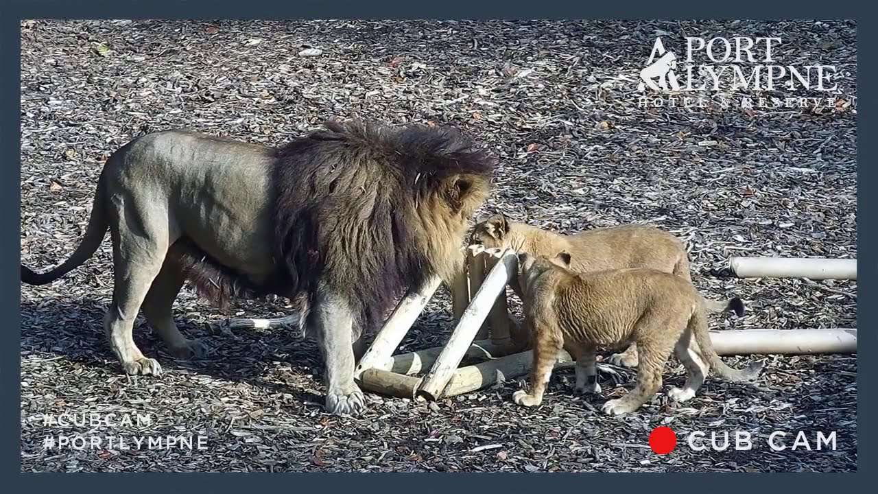 Lion Cub Cam Highlight | Lion Cubs Enjoying Enrichment Keepers Put Out