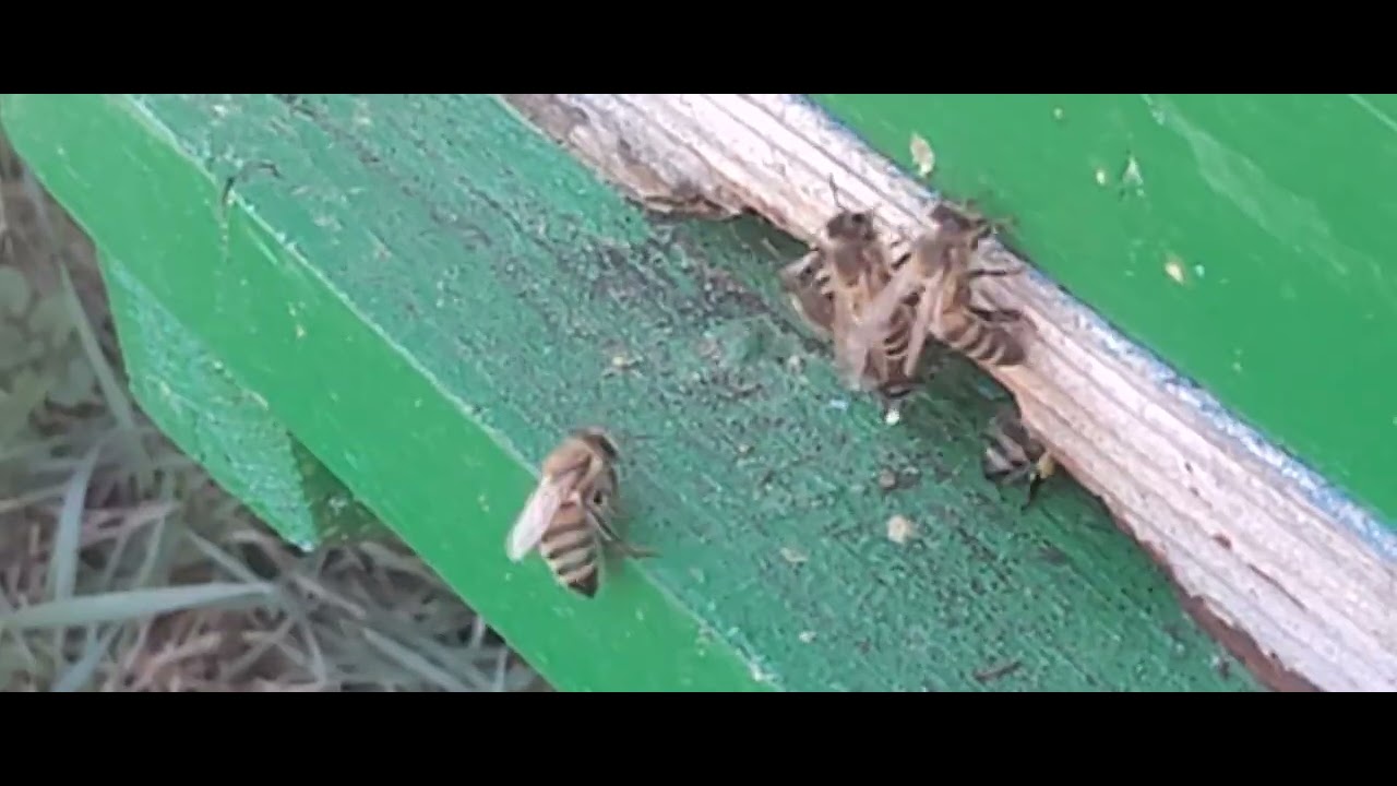 10 minute cu albinele cît polen au adus