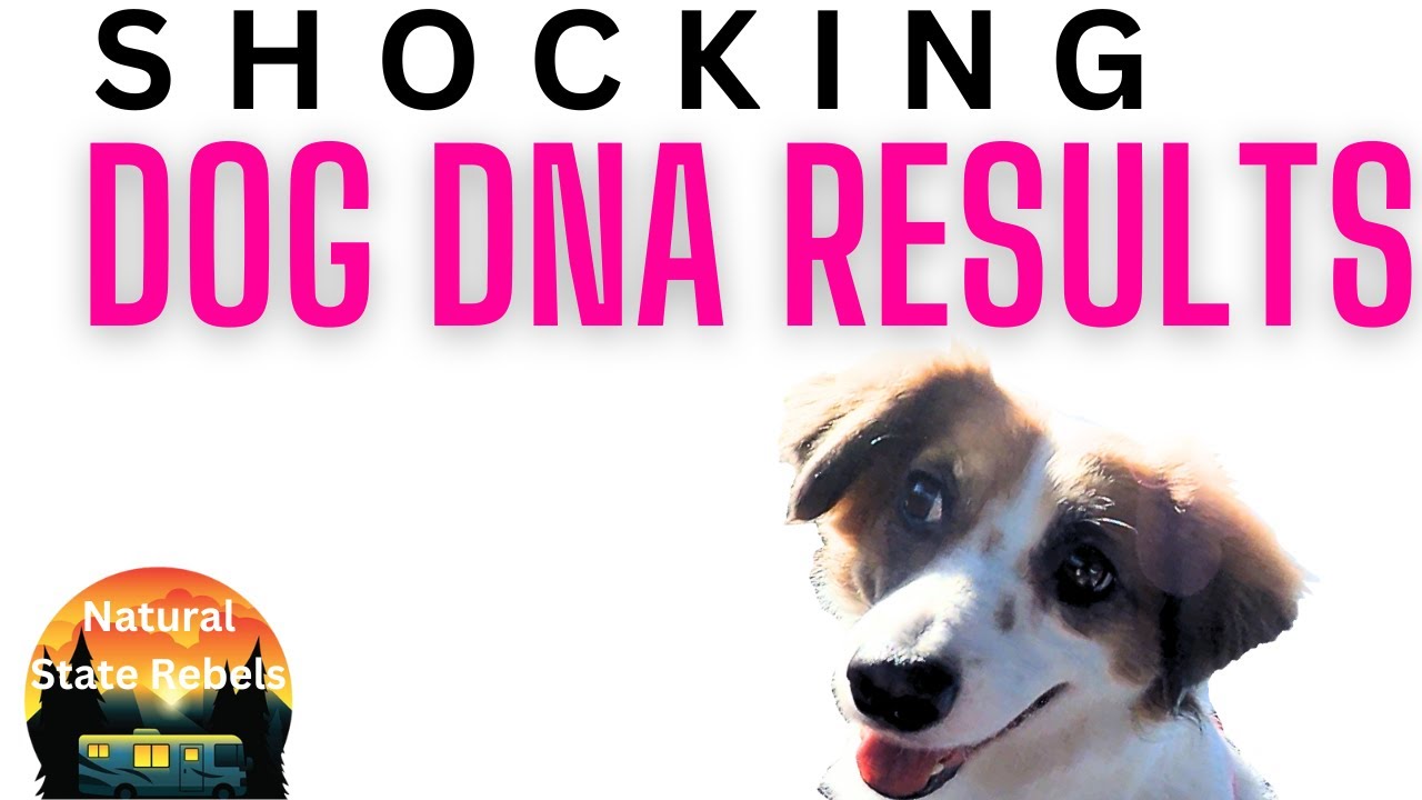 My Dog's DNA Results Are Shocking. Wisdom Panel DNA Test