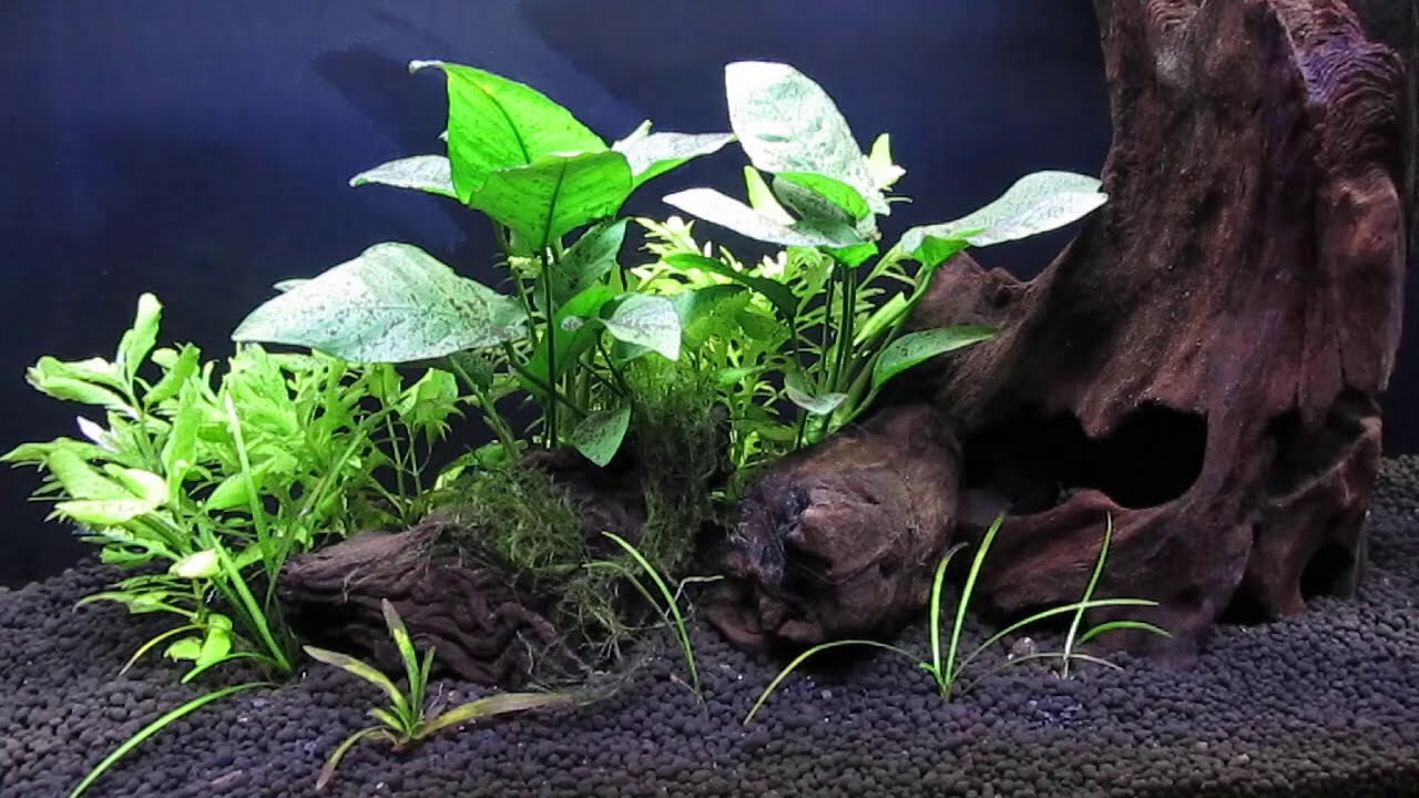 Dosing with Hydrogen Peroxide (H2O2) to Kill Algae 11-21-20