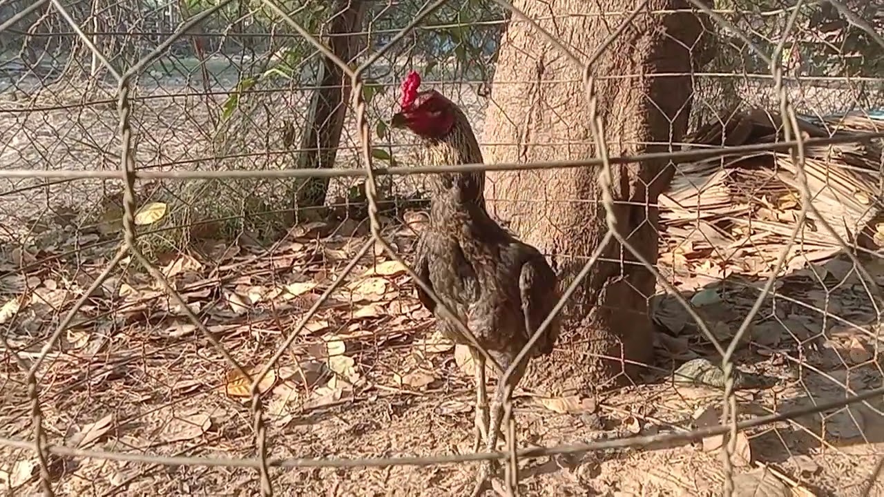 ចង្វាក់អេម