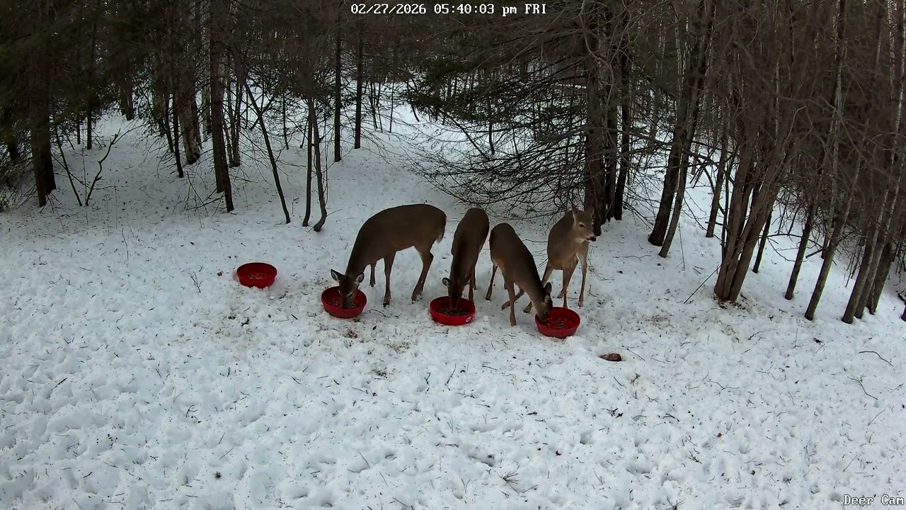Deer 2-27-2026 5:32 PM