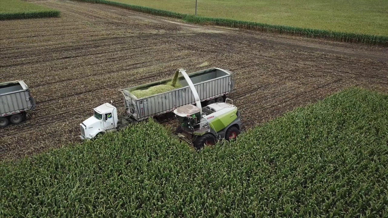 CY Harvesting, chopping silage 2017
