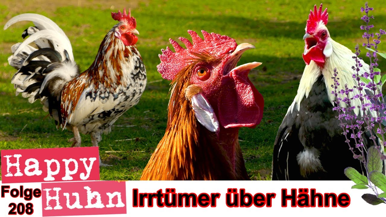 Häufige Irrtümer über Hähne - Happy Huhn - Warum krähen Hähne? Vorteile aggressiver Hahn E 208