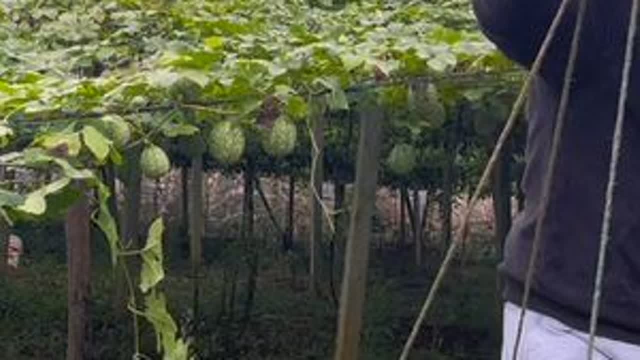 秋天是收获的季节，是兑现付出的时候。#新农人计划2023
