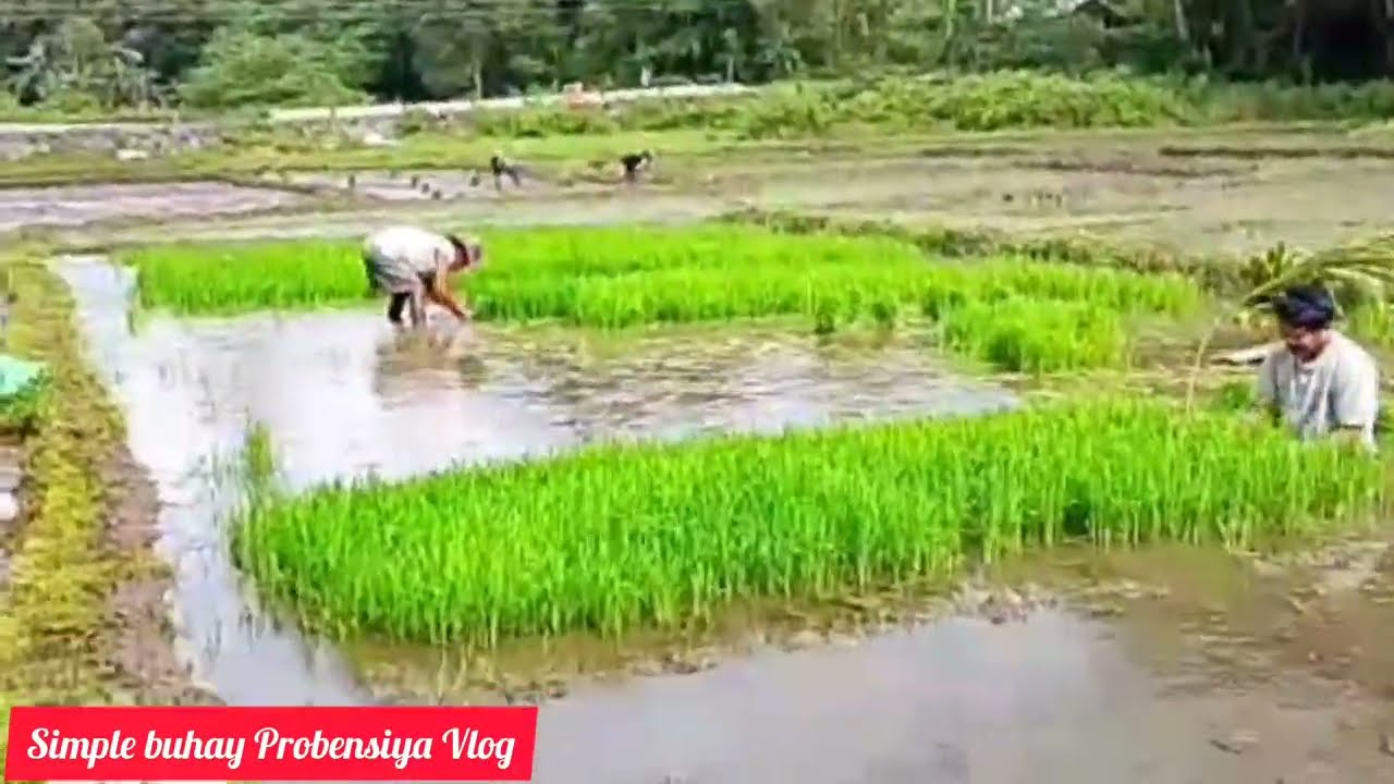 Ang pagtatanim sa aming munting palayan. 