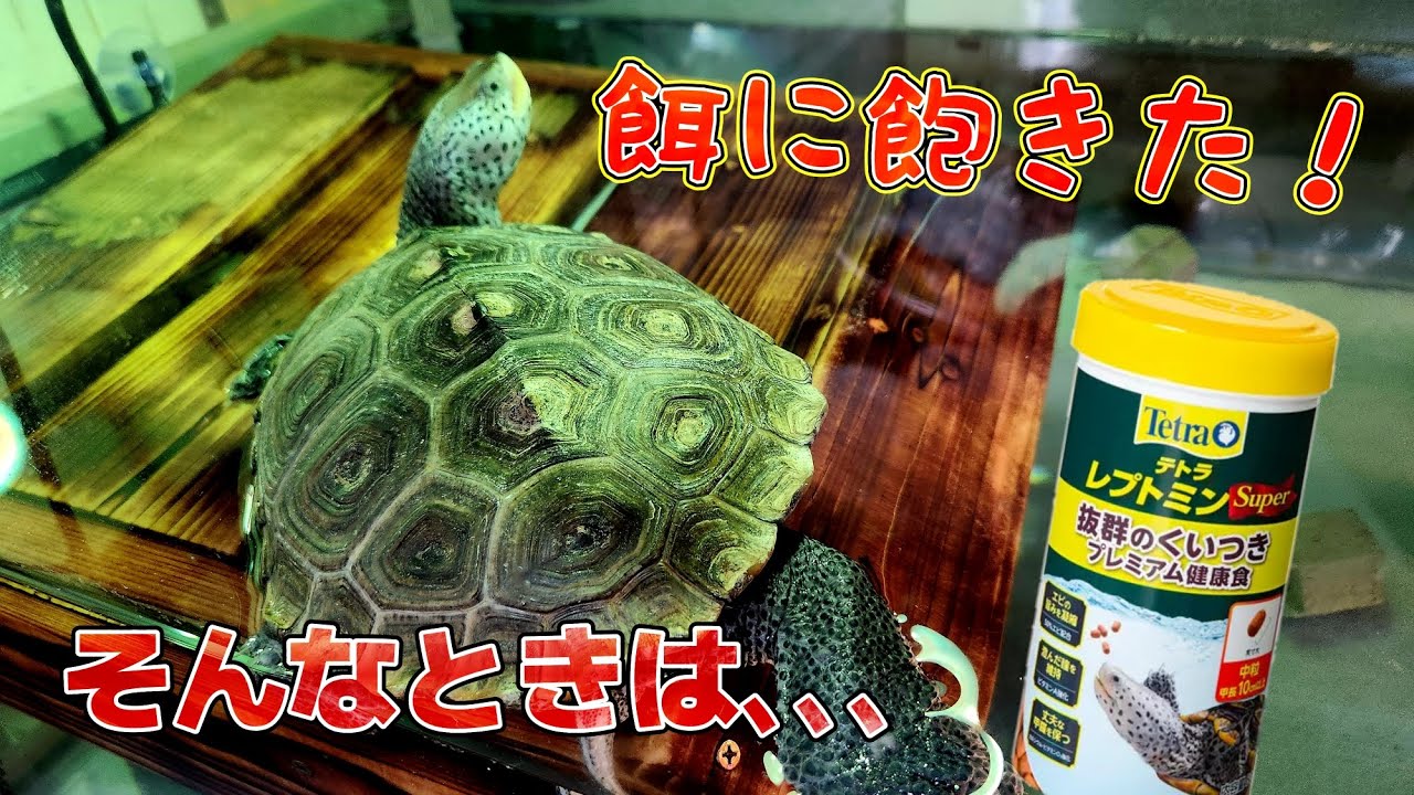 【レプトミンSuper】着色料なし、エビ５０％の嗜好性の高い餌！亀が餌に飽きたので、レプトミンスーパーで食欲復活させます！【ダイヤモンドバックテラピン】