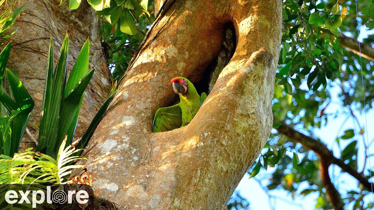 Great Green Macaw Nest - Sarapiquí Rainforest Reserve powered by  EXPLORE.org