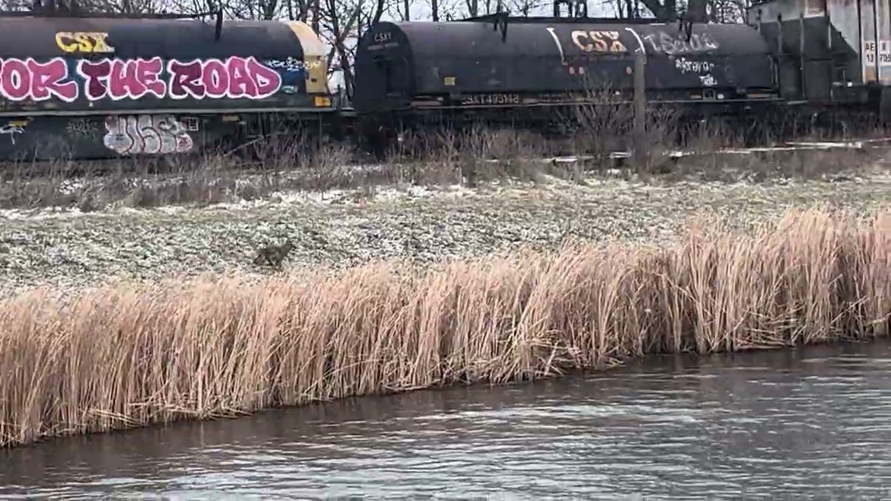 CSX M360 clears New Palestine with 3194 again Trailing 