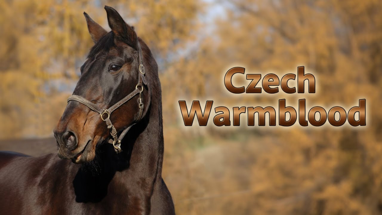 Информация о чешской теплокровной породе лошадей - История - Характеристики
