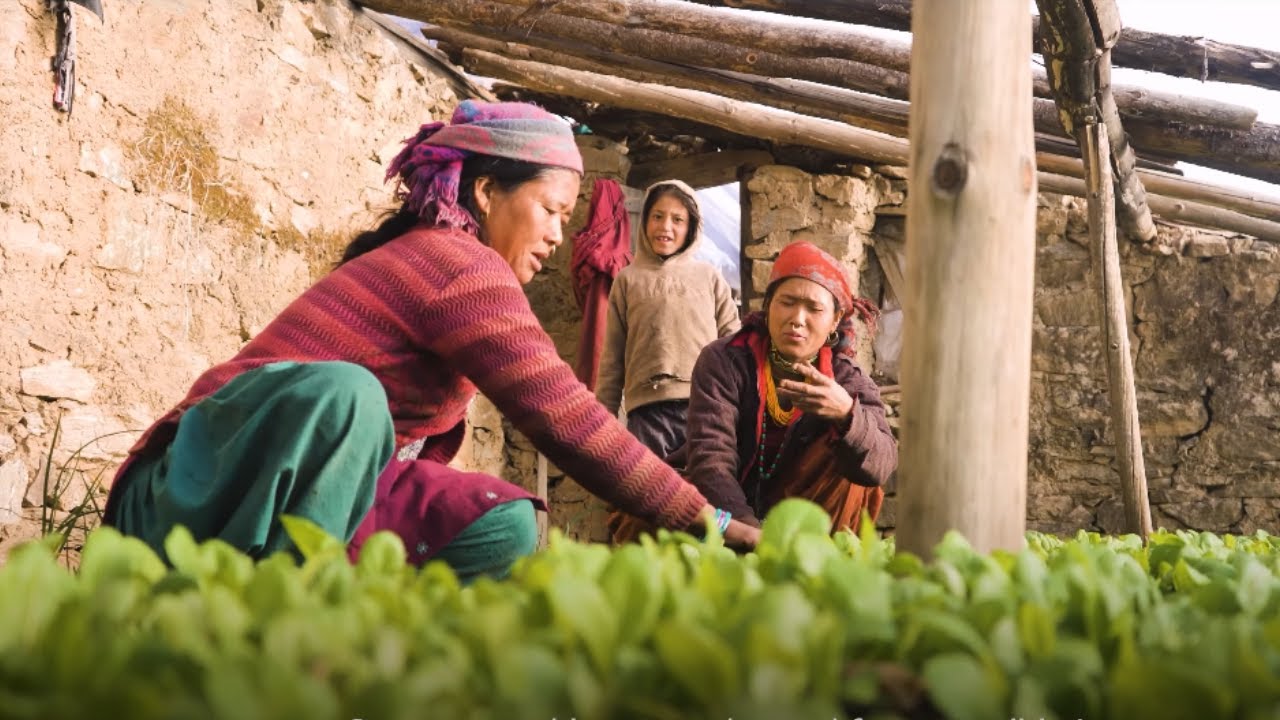 Greenhouse farming: Lessons from Nepal’s high-altitude Humla district