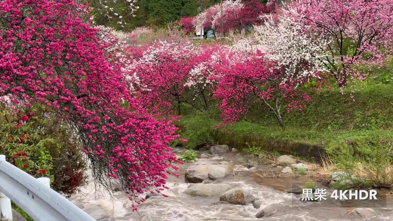 信州　阿智村　第三の花桃の里？　2025年5月2日　はなもも