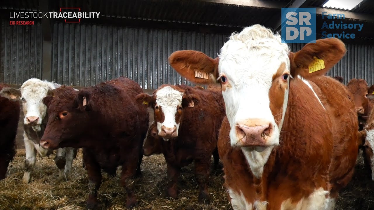 Cattle EID - Making It Work For You (Girtridge Farm)