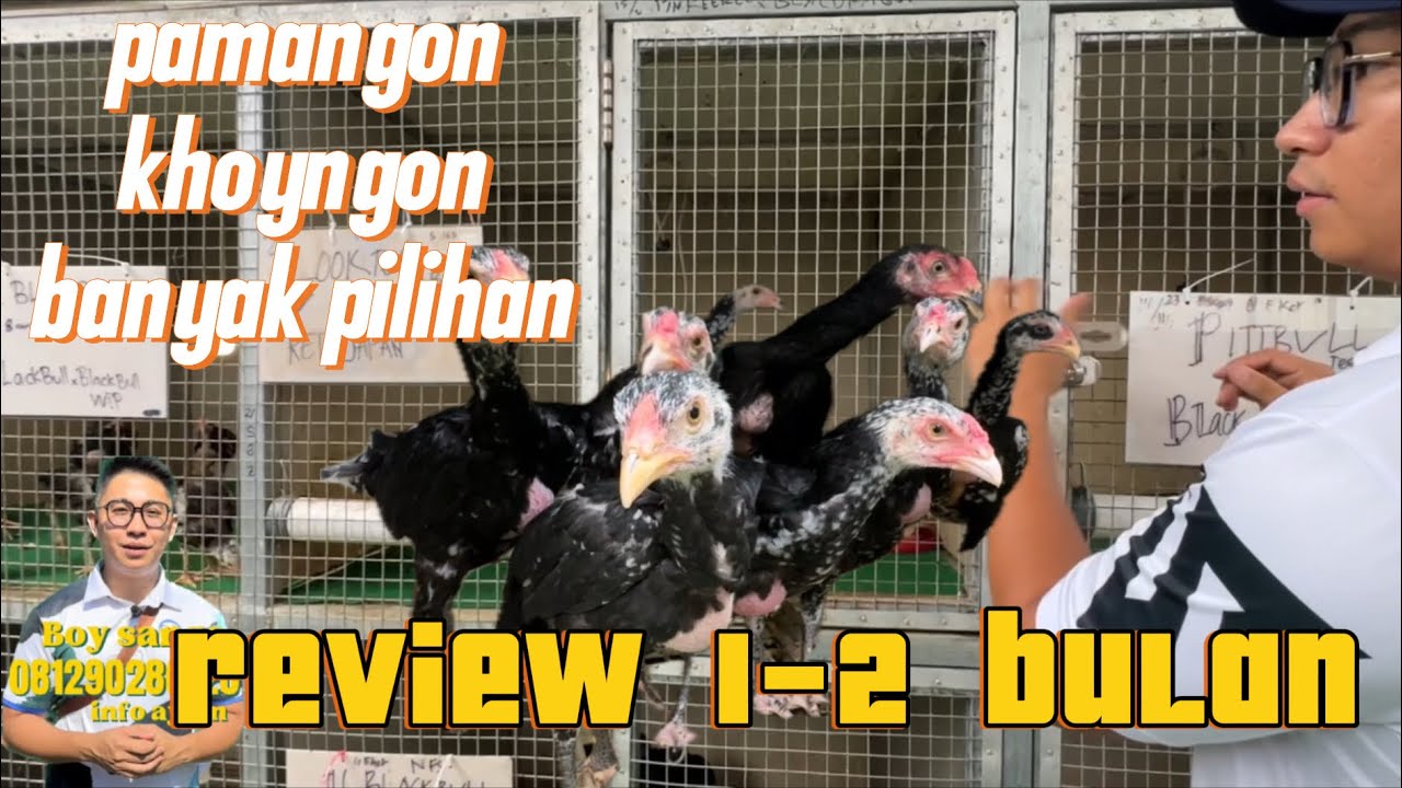 Review februari 2024 Boy sango farm ,Banyak pilihan