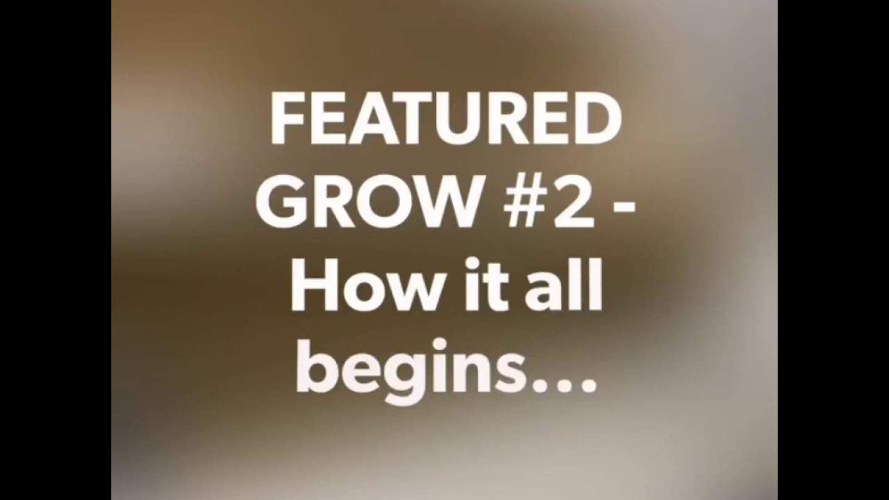 FEATURED GROW #2 - Part 1: Lemon Zkittle (selected clone) from Dutch Passion under SANlight Q6W Gen2