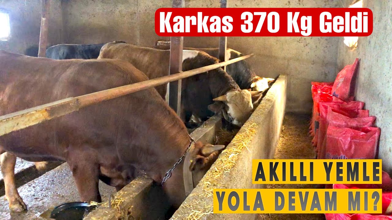 AKILLI YEMLE BESİNİN SONUCU! Kurbanlık bakım videoları. Bölüm 4