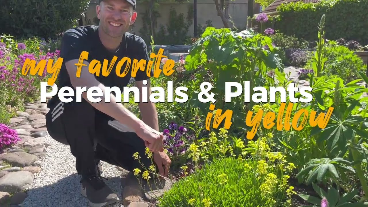 9 Yellow-Flowering Perennials for Your Garden | Perennial Garden