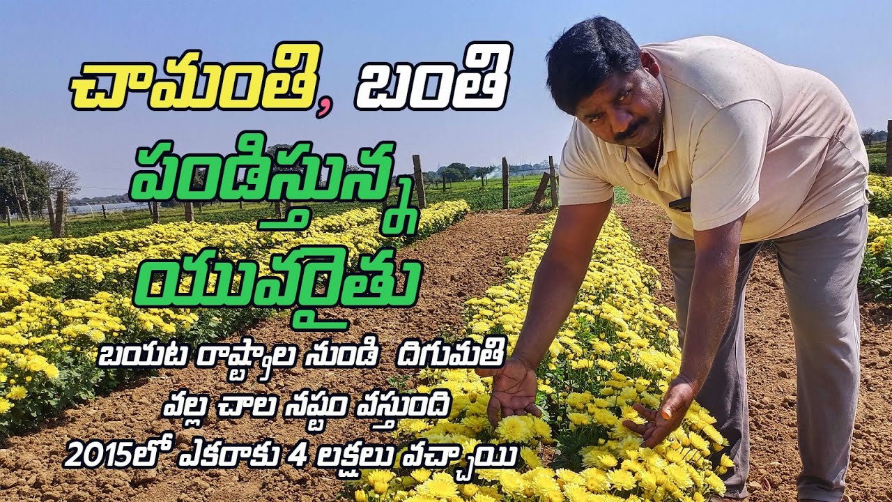 చామంతి, బంతి పండిస్తున్న యువరైతు | Floriculture | Banthi Chamanthi | Shashi Agritech