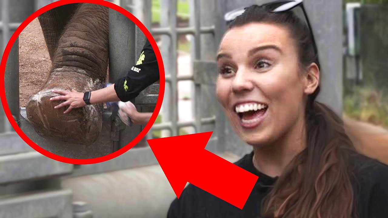 I gave a real life elephant a pedicure.