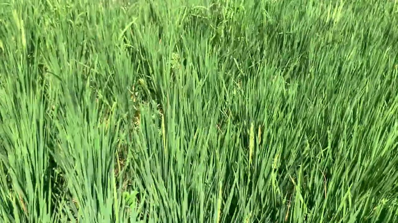 Jangan pernah Kalian  Seperti Ini Posisi Hamil Tua ( Rumput Tak Terkendali ) 